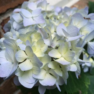 Blue_Hydrangea