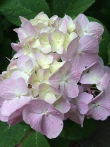 Purple_Hydrangea