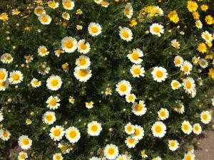 California_Wildflowers     